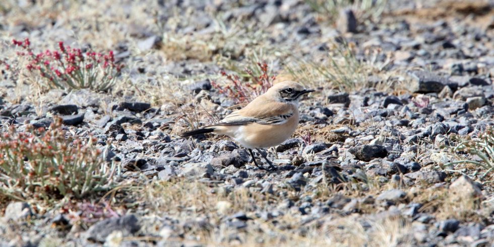 Desert Wheathear - Copyright: Dr Mike Pienkowski