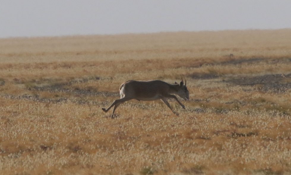 Saiga Copyright: Dr Mike Pienkowski