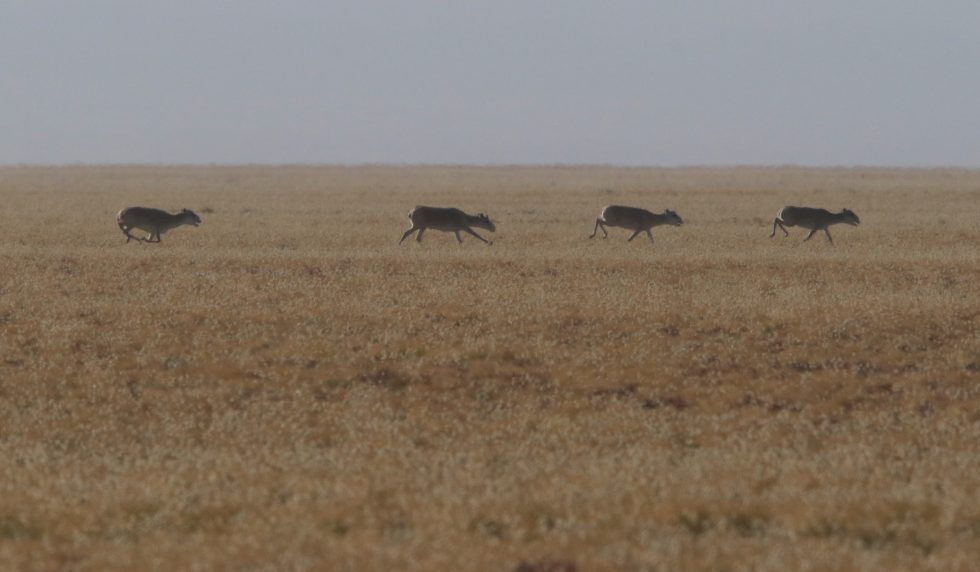 Saiga Copyright: Dr Mike Pienkowski