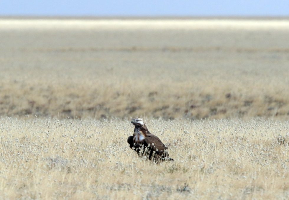 Upland Buzzard Copyright: Dr Mike Pienkowski