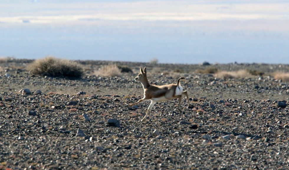 Black-tailed Gazelle Copyright: Dr Mike Pienkowski
