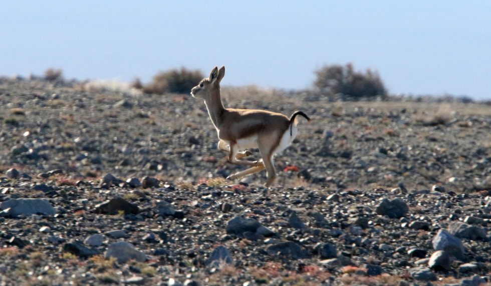 Black-tailed Gazelle Copyright: Dr Mike Pienkowski