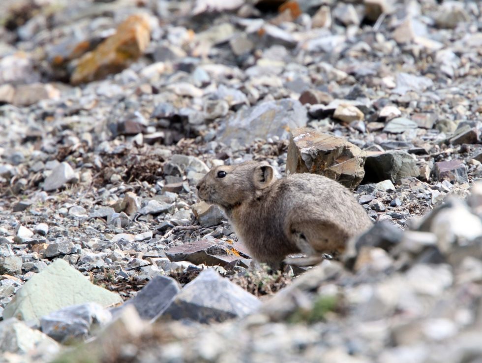 Pika Copyright: Dr Mike Pienkowski