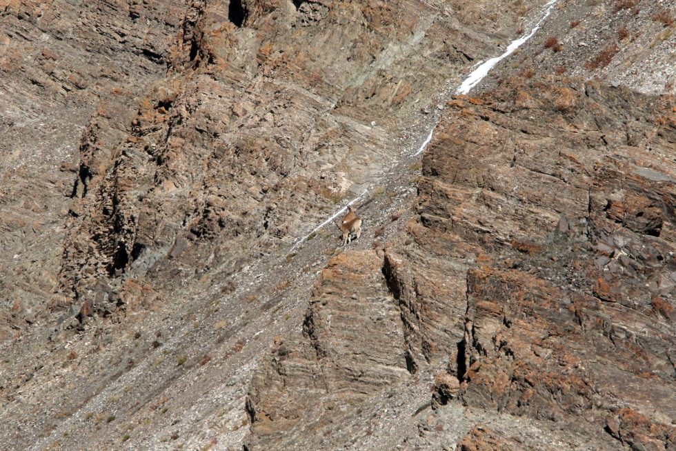 Ibex Copyright: Dr Mike Pienkowski