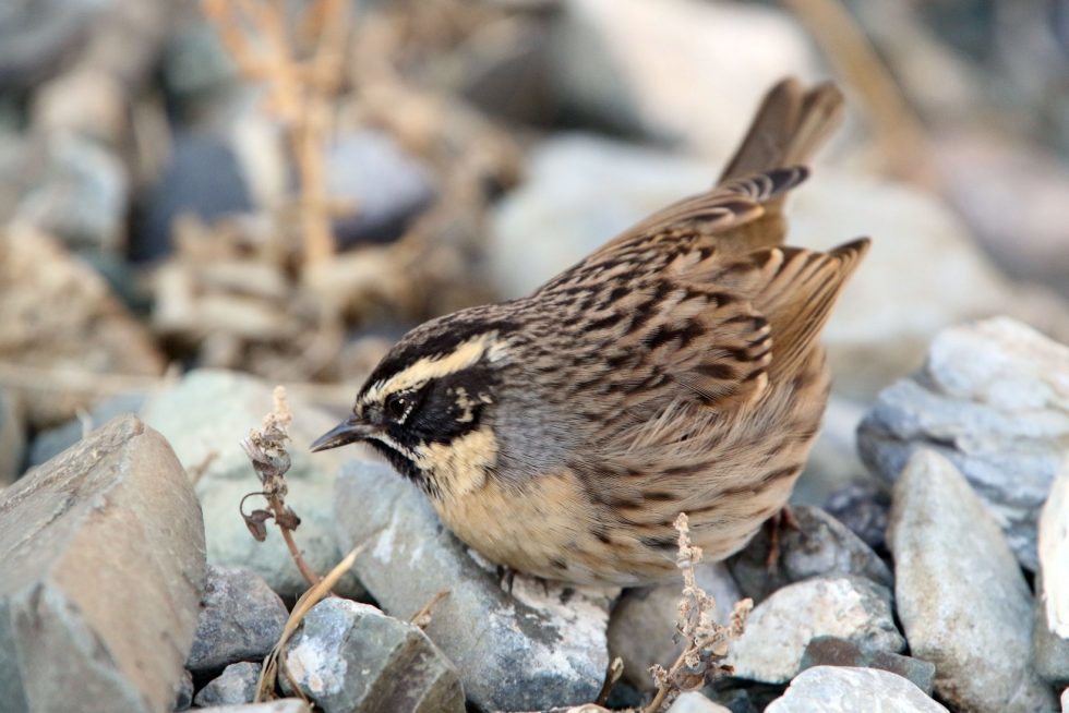 Black-throated accentor Copyright: Dr Mike Pienkowski
