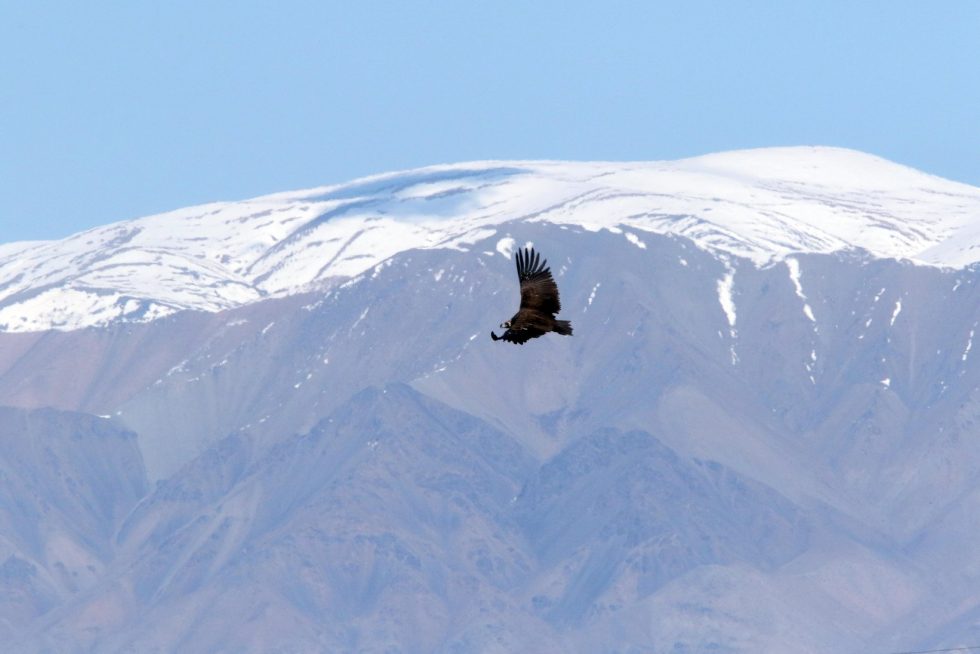 Black Vulture - Copyright: Dr Mike Pienkowski