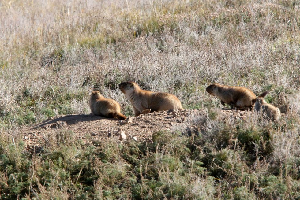 Marmots - Copyright: Dr Mike Pienkowski