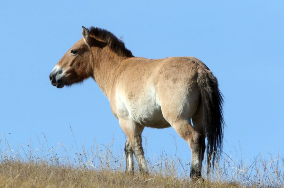 Przewalski's Horse - Copyright: Dr Mike Pienkowski
