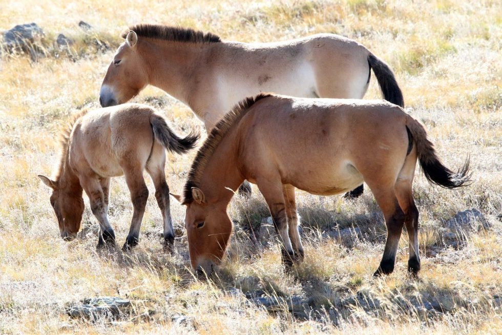 Przewalski's Horse - Copyright: Dr Mike Pienkowski