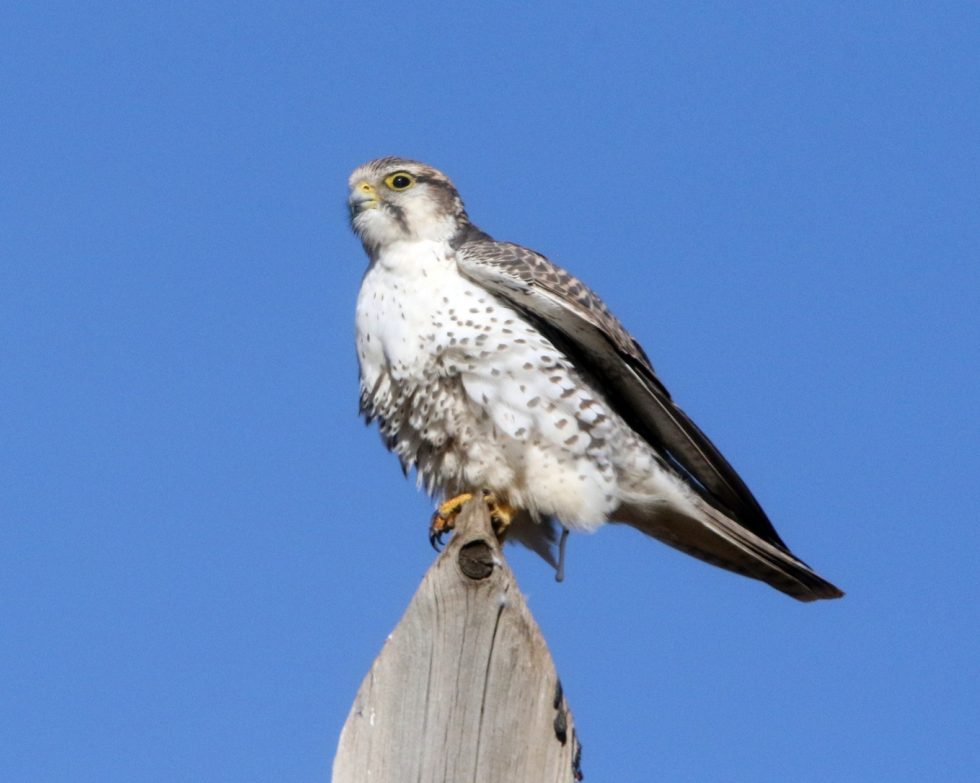Saker Falcon - Copyright: Dr Mike Pienkowski