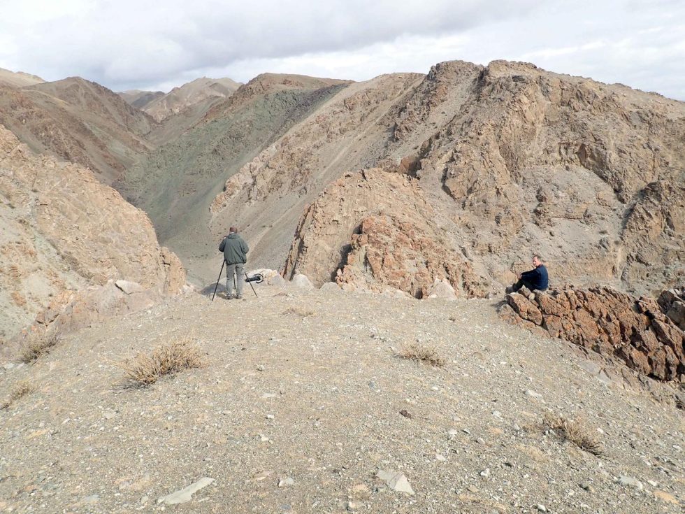 Saker Falcon - Copyright: Dr Mike Pienkowski