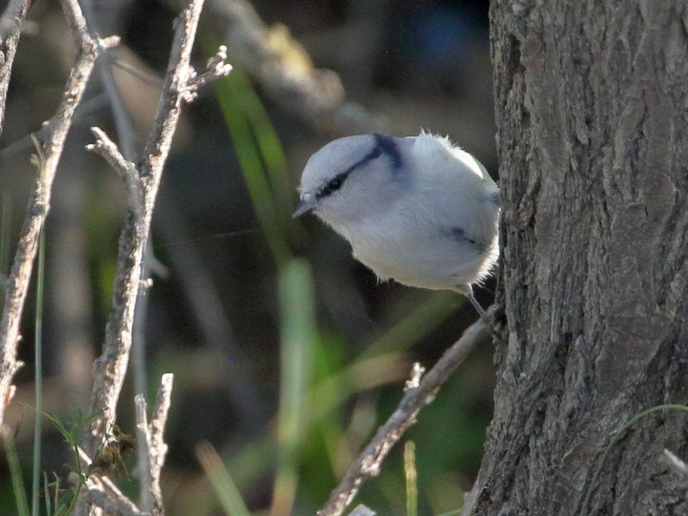 Azure tit