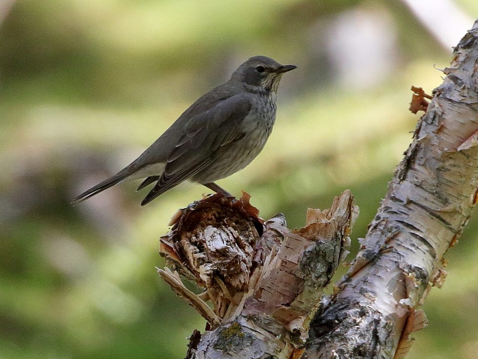 Black-throated thrush