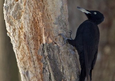 Black woodpecker ©Selmeczi Kovács Ádám