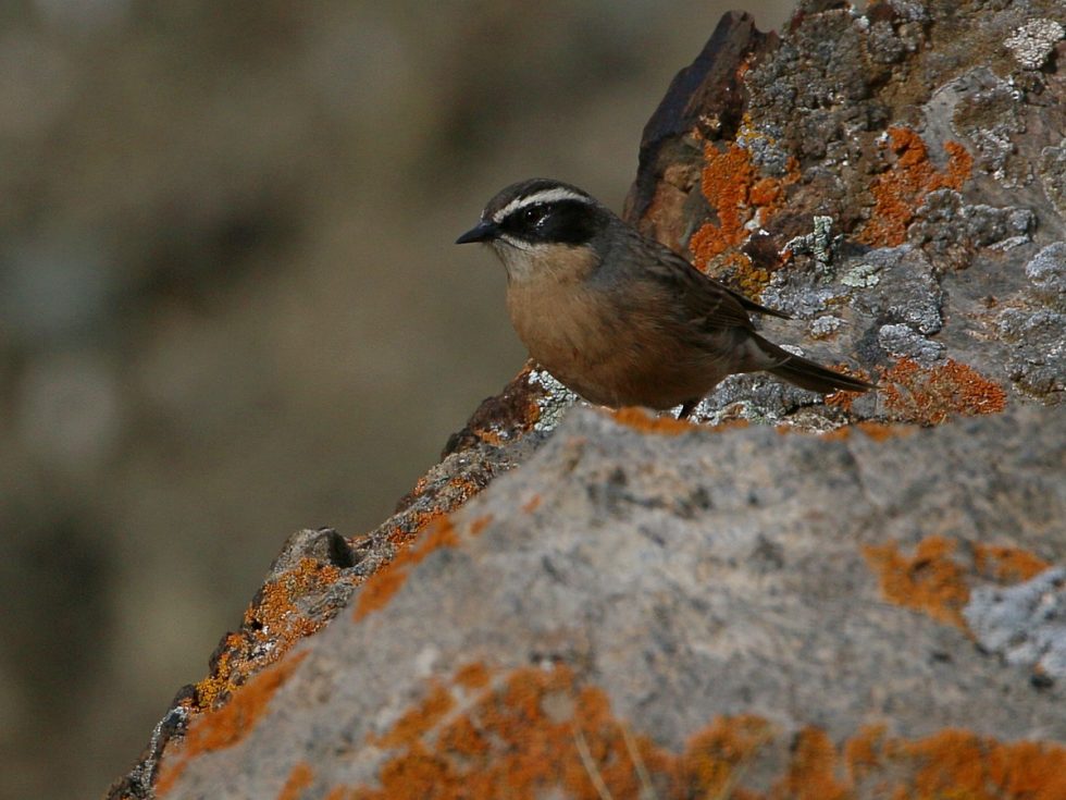 Brown Accentor