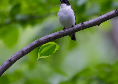 Collared flycatcher ©Selmeczi Kovács Ádám