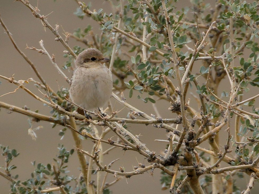 Daurian Shrike