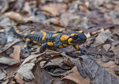 Fire salamander©Selmeczi Kovács Ádám