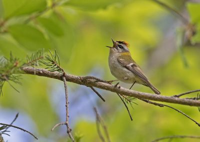 Firecrest ©Selmeczi Kovács Ádám