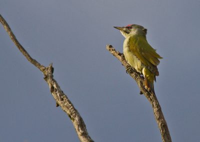 Grey-headed woodpecker ©Selmeczi Kovács Ádám