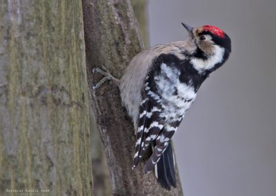 Lesser Spotted Woodpecker ©Selmeczi Kovács Ádám