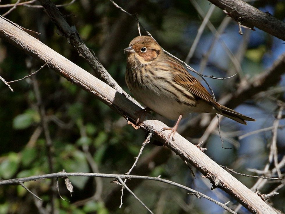 Little bunting