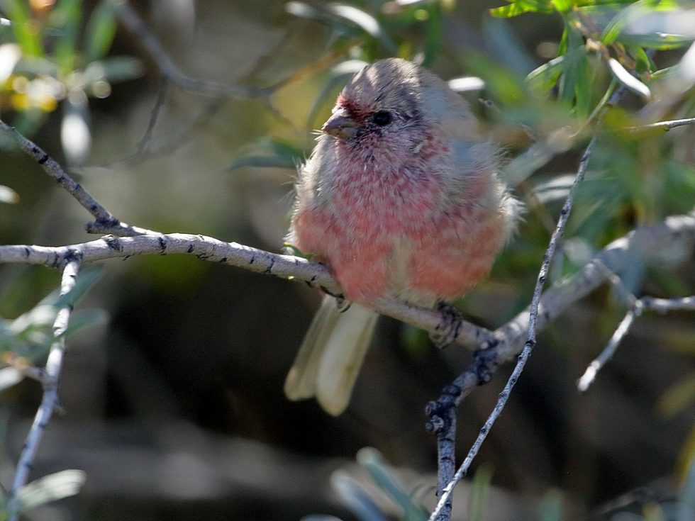 Long-tailed rosefinch