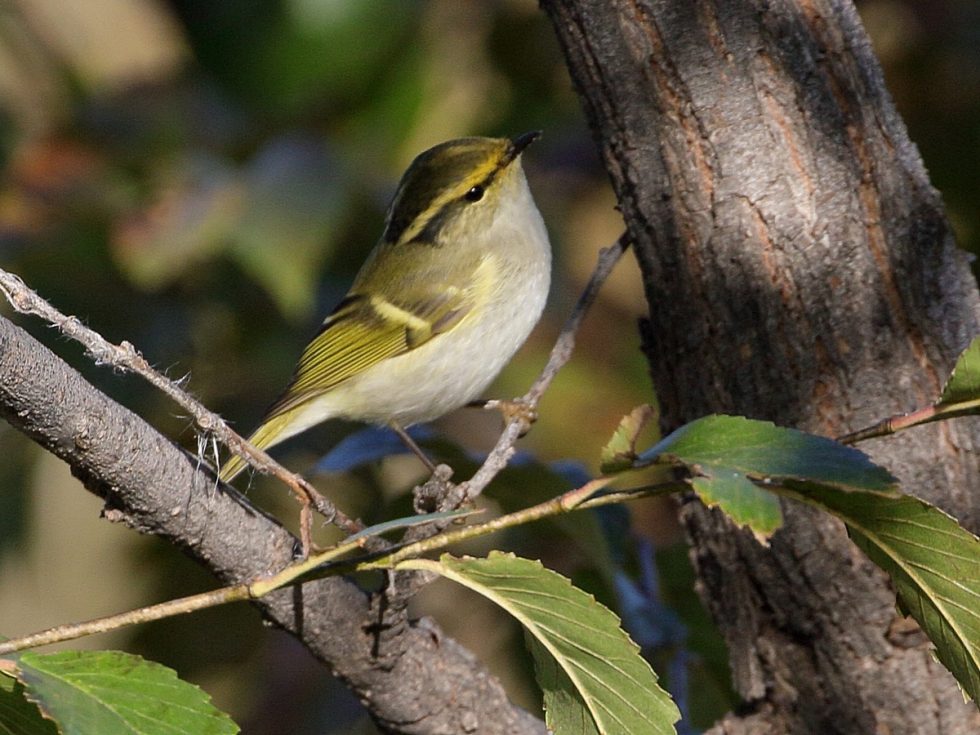 Pallas’s leaf warbler