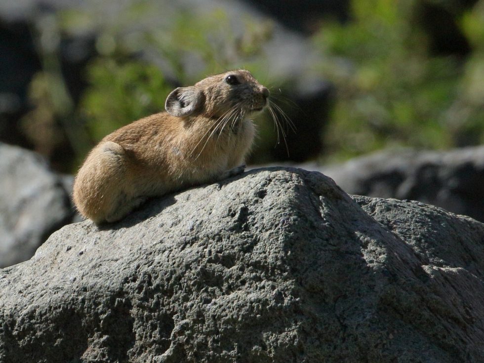 Pallas's pika