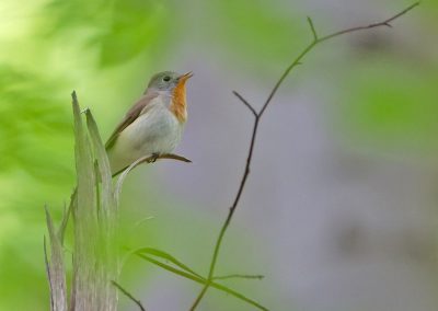 Red-breasted flycatcher ©Selmeczi Kovács Ádám