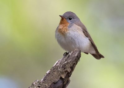 Red-breasted flycatcher ©Selmeczi Kovács Ádám