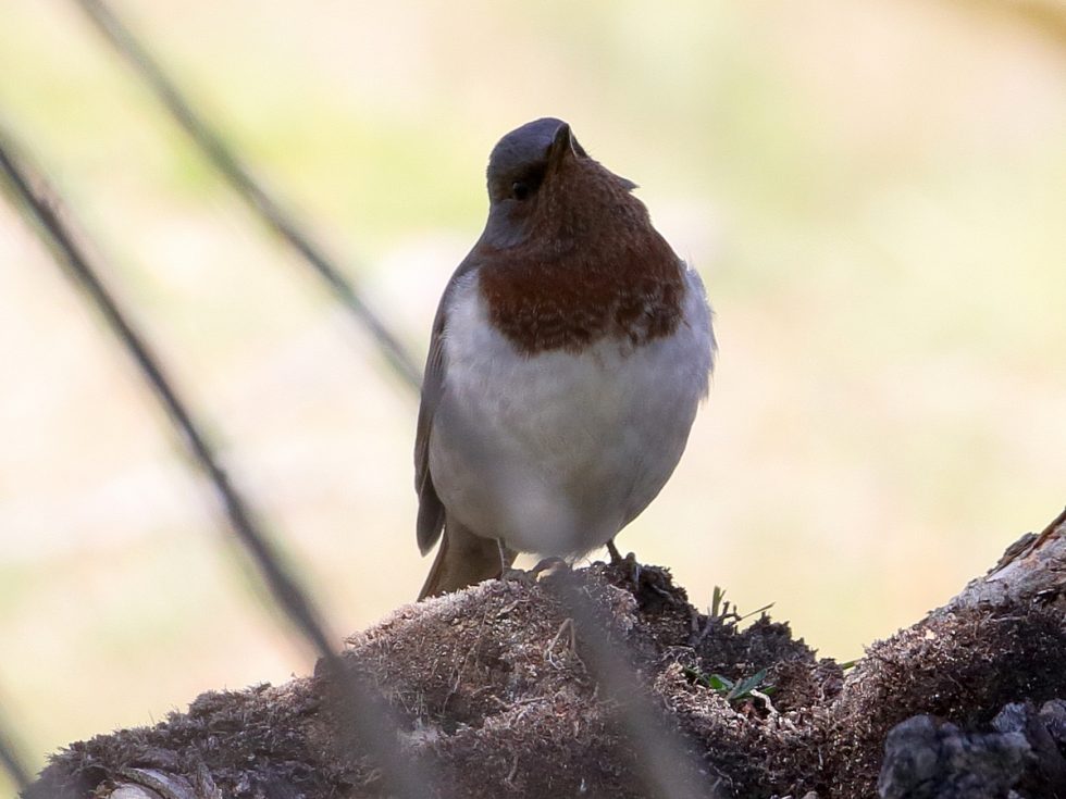 Red-throated thrush