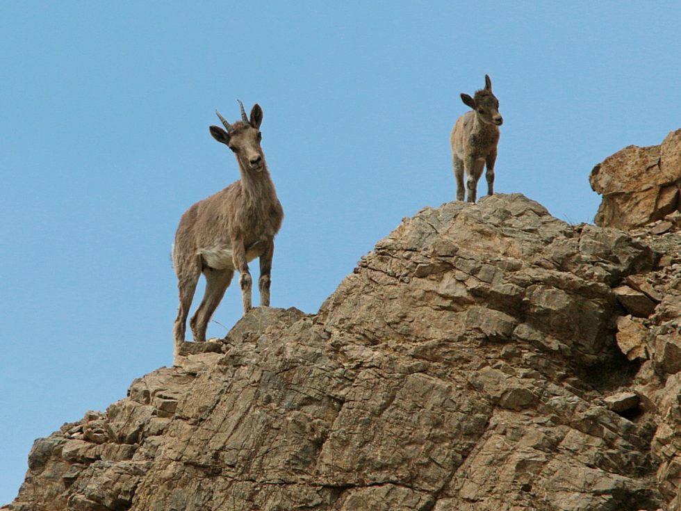 Siberian Ibex