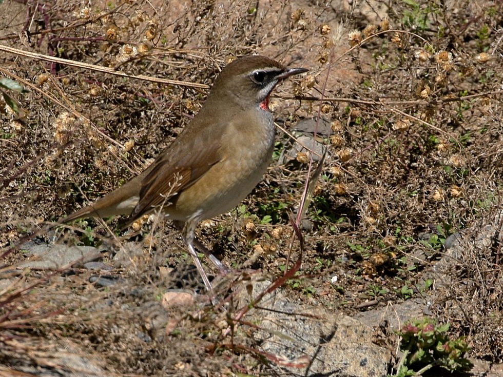 Siberian rubythroat