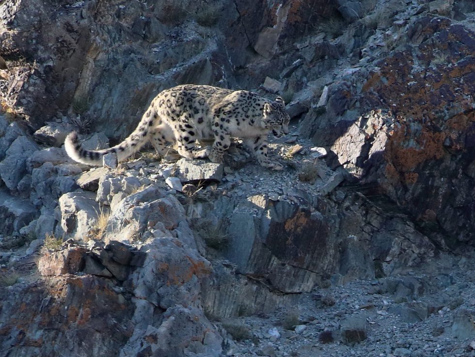 Snow Leopard