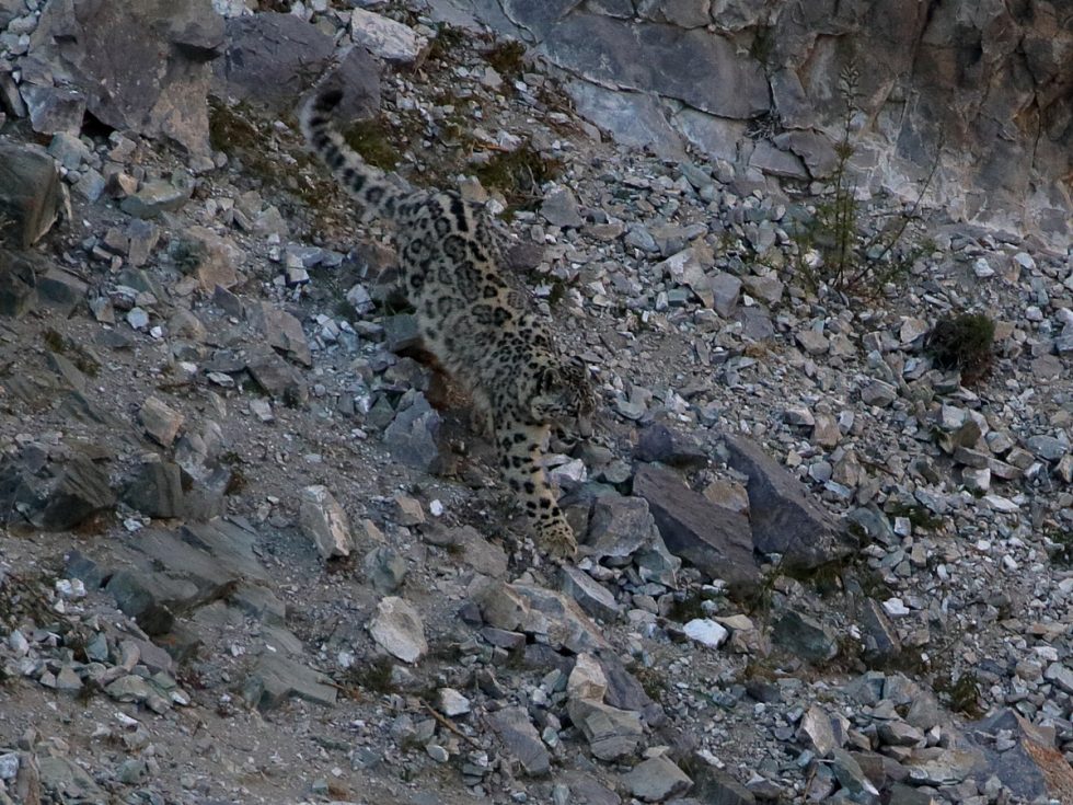 Snow Leopard