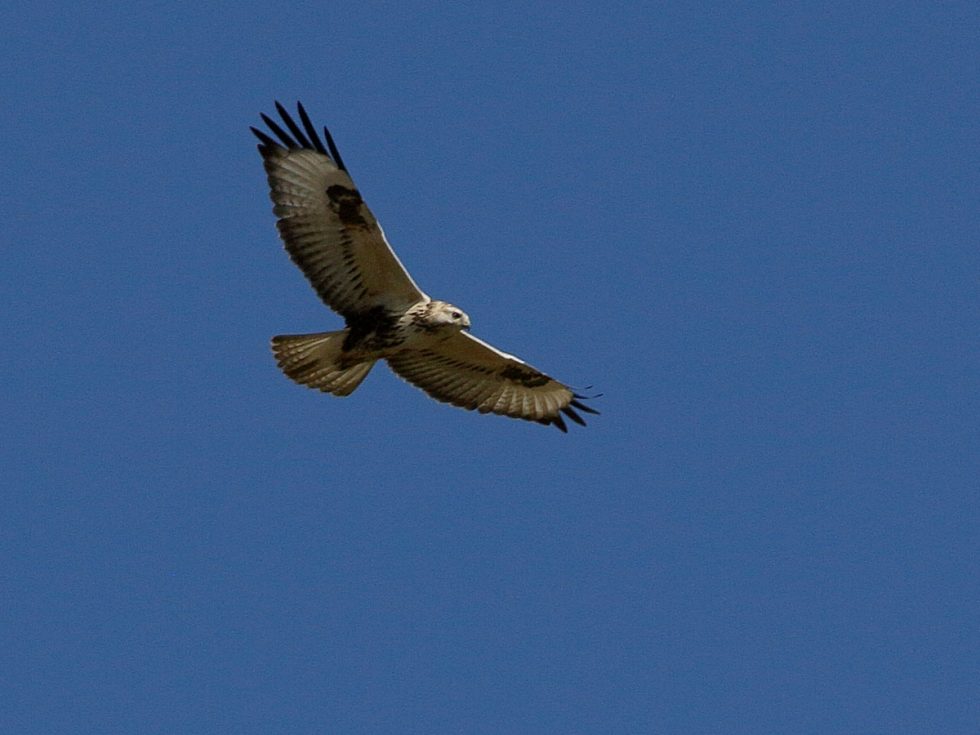 Upland Buzzard