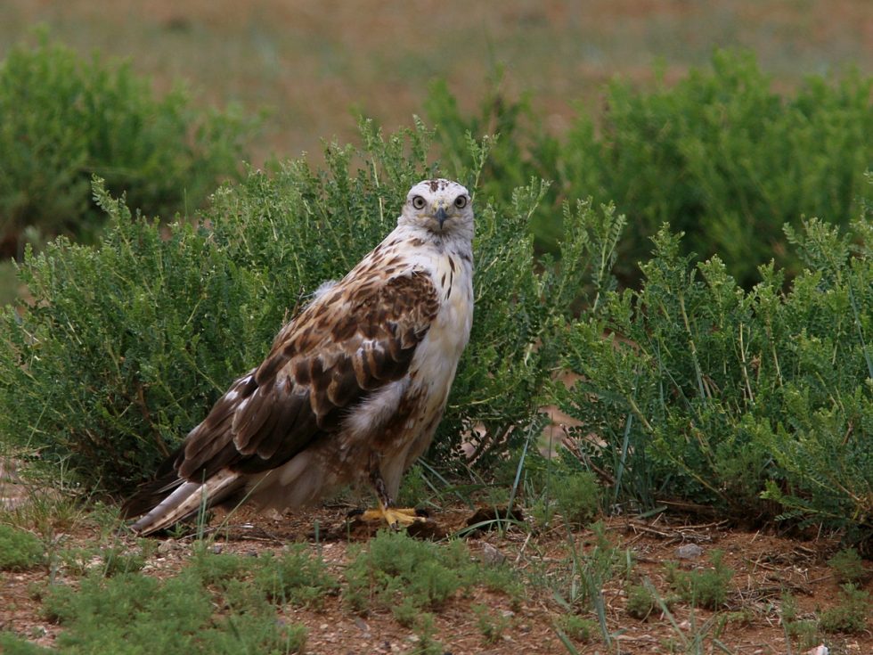 Upland Buzzard