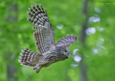 Ural Owl ©Selmeczi Kovács Ádám