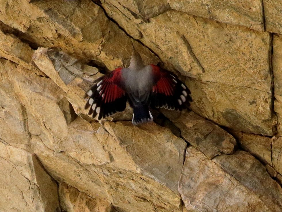 Wallcreeper