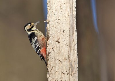 White-backed woodpecker©Selmeczi Kovács Ádám
