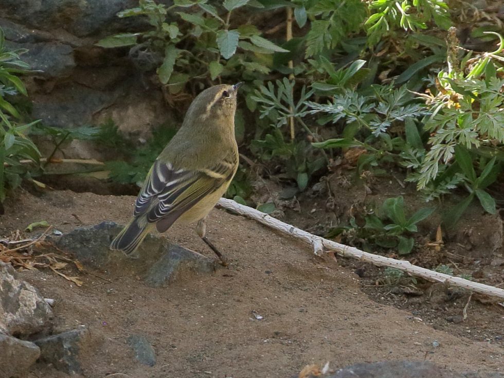 Yellow-browed warbler